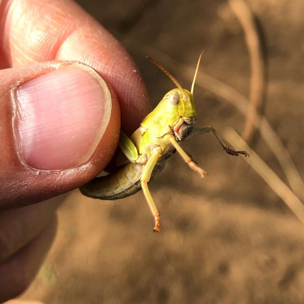 مزرعه سوسک