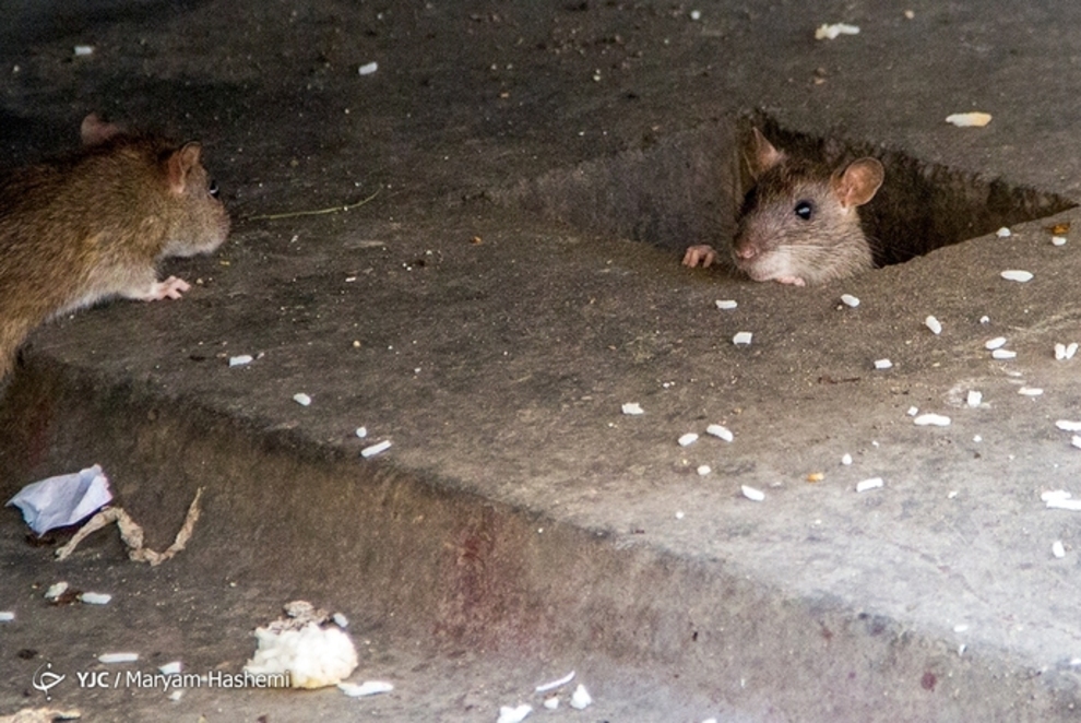 موش‌های نروژی تهران را تسخیر کردند 