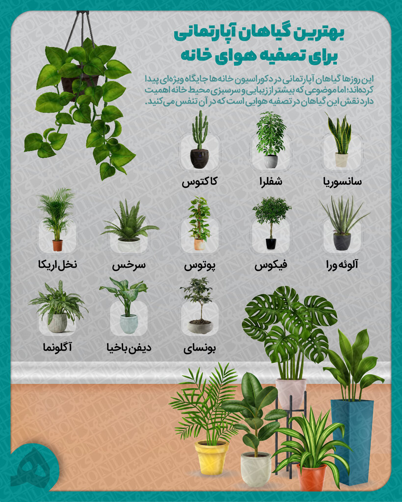 بهترین گیاهان آپارتمانی برای تصفیه هوای خانه