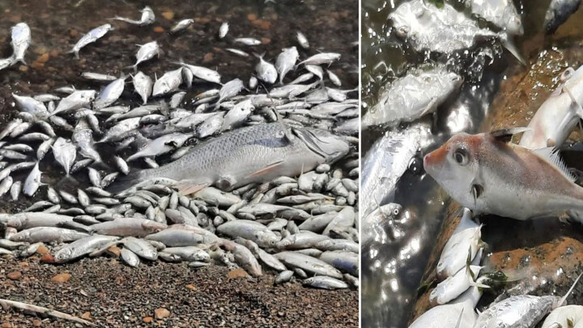مرگ دسته جمعی ماهیان دریاچه نمک | علت چه بود؟