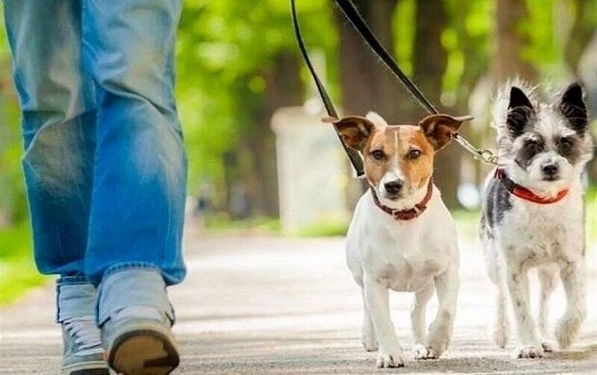 سگ‌گردانی در پارک‌ها ممنوع!