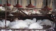 ۱۰ نکته مهم و ضروری درباره آنفولانزای مرغی