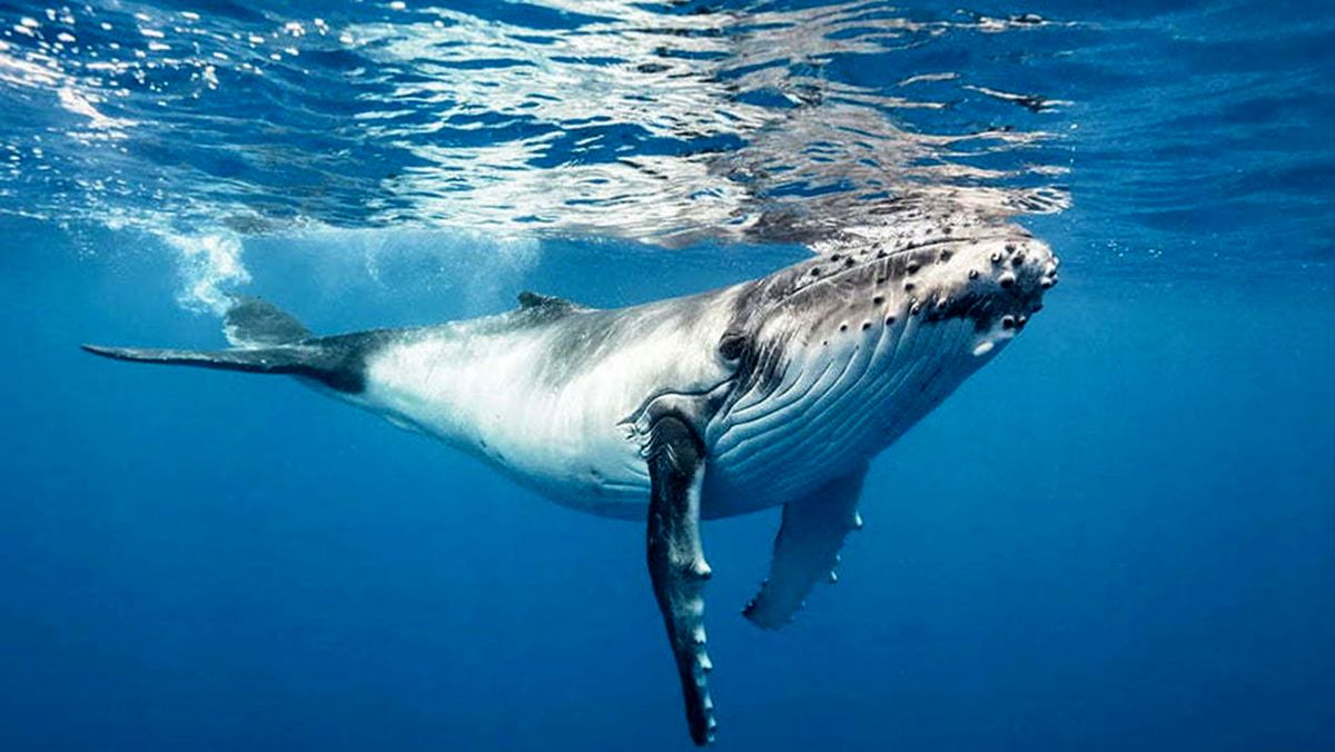 فیلم پربازدید از یک شکار عادی نهنگ / ببینید