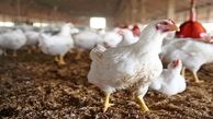 قیمت‌ مرغ در بازار رکورد می زند